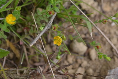 Hypericum japonicum